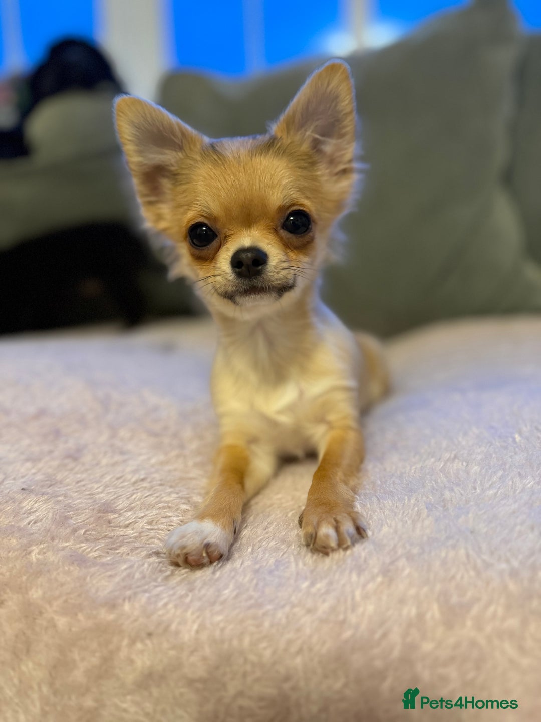 Chihuahua dogs for sale: Last show quality KC long coat Boy  - Advert 22