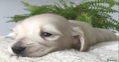 Miniature Dachshund dogs - Advert 14