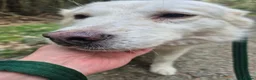 Mixed Breed dogs for adoption: Rosie - Norwich Norfolk  in Norwich - Advert 11