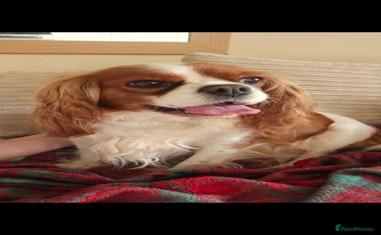 Cavapoo dogs Vet checked Cavapoo puppies F1 generation for sale - Advert 6