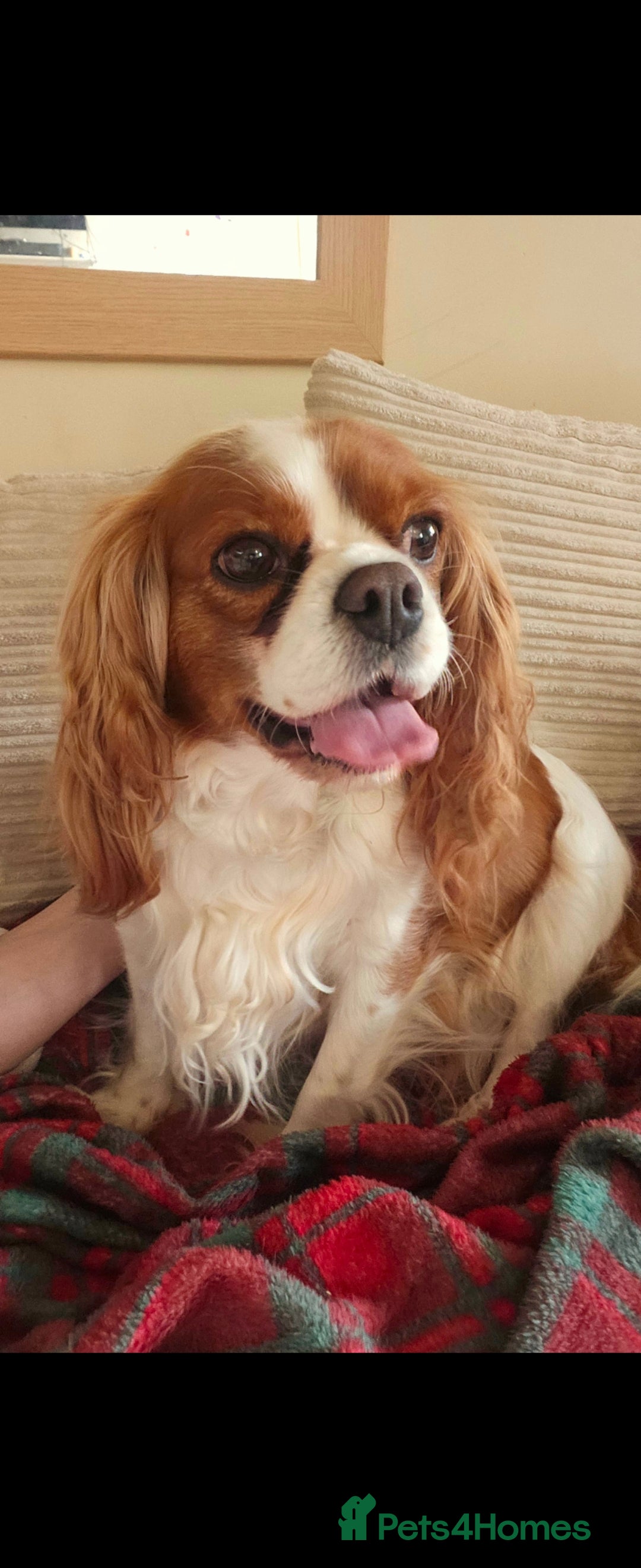 Cavapoo dogs for sale: Vet checked Cavapoo puppies F1 generation for sale - Advert 1