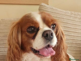 Cavapoo dogs Vet checked Cavapoo puppies F1 generation for sale - Advert 1