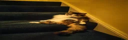 Domestic Shorthair cats for adoption: Daffodil, beautiful 3 legged girl  - Advert 5