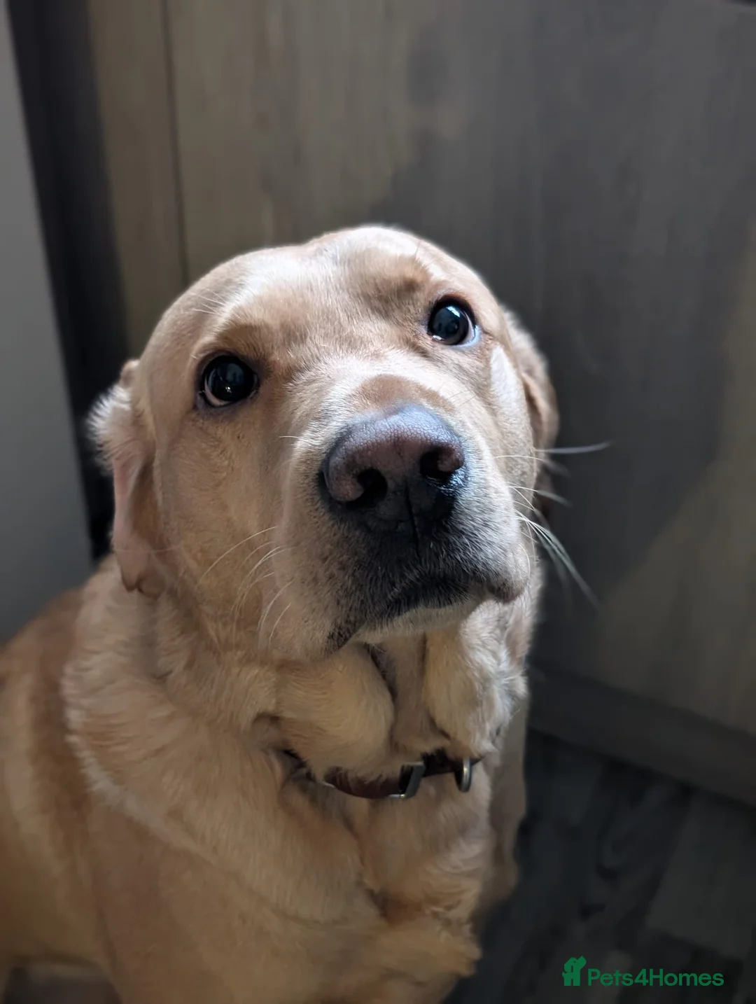 Labrador Retriever dogs for stud: Beautiful Golden Labrador For Stud in Bordon - Advert 2