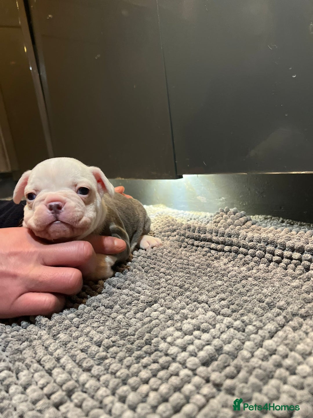 French Bulldog dogs for sale: ♥️Litter of 6 French Bulldog Puppies♥️ - Advert 32