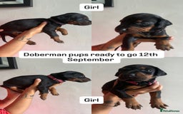 Dobermann dogs for sale: ⭐️DOBERMAN🐾PUPPIES⭐️🐶AVAILABLE🐾MID🐾SEPTEMBER🐶 - Image 25