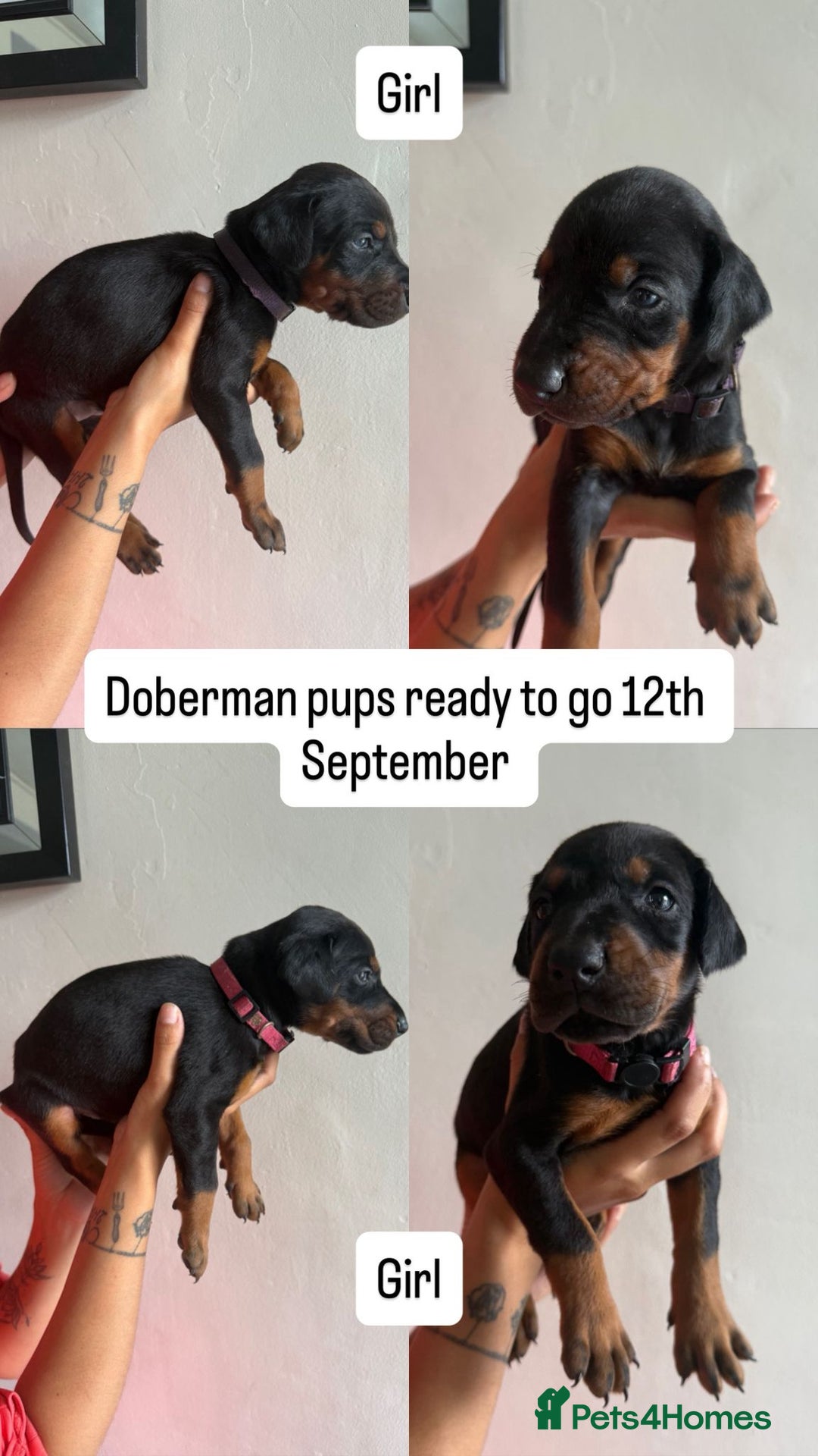 Dobermann dogs for sale: ⭐️DOBERMAN🐾PUPPIES⭐️🐶AVAILABLE🐾MID🐾SEPTEMBER🐶 - Image 25