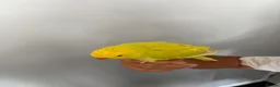 Parakeets birds for sale: Three 8 week old Indian ring neck parakeets  - Advert 3