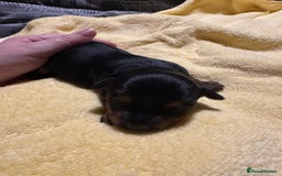 Mixed Breed dogs for sale: Dachshund x Chorkie - Image 9