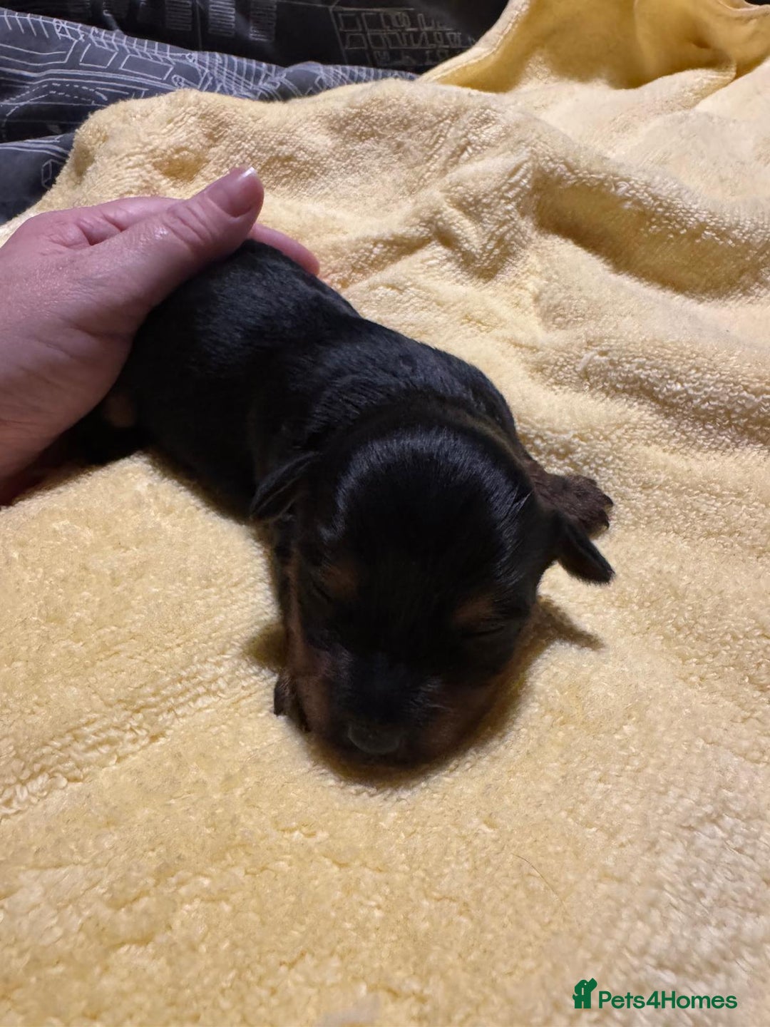 Mixed Breed dogs for sale: Dachshund x Chorkie - Image 9