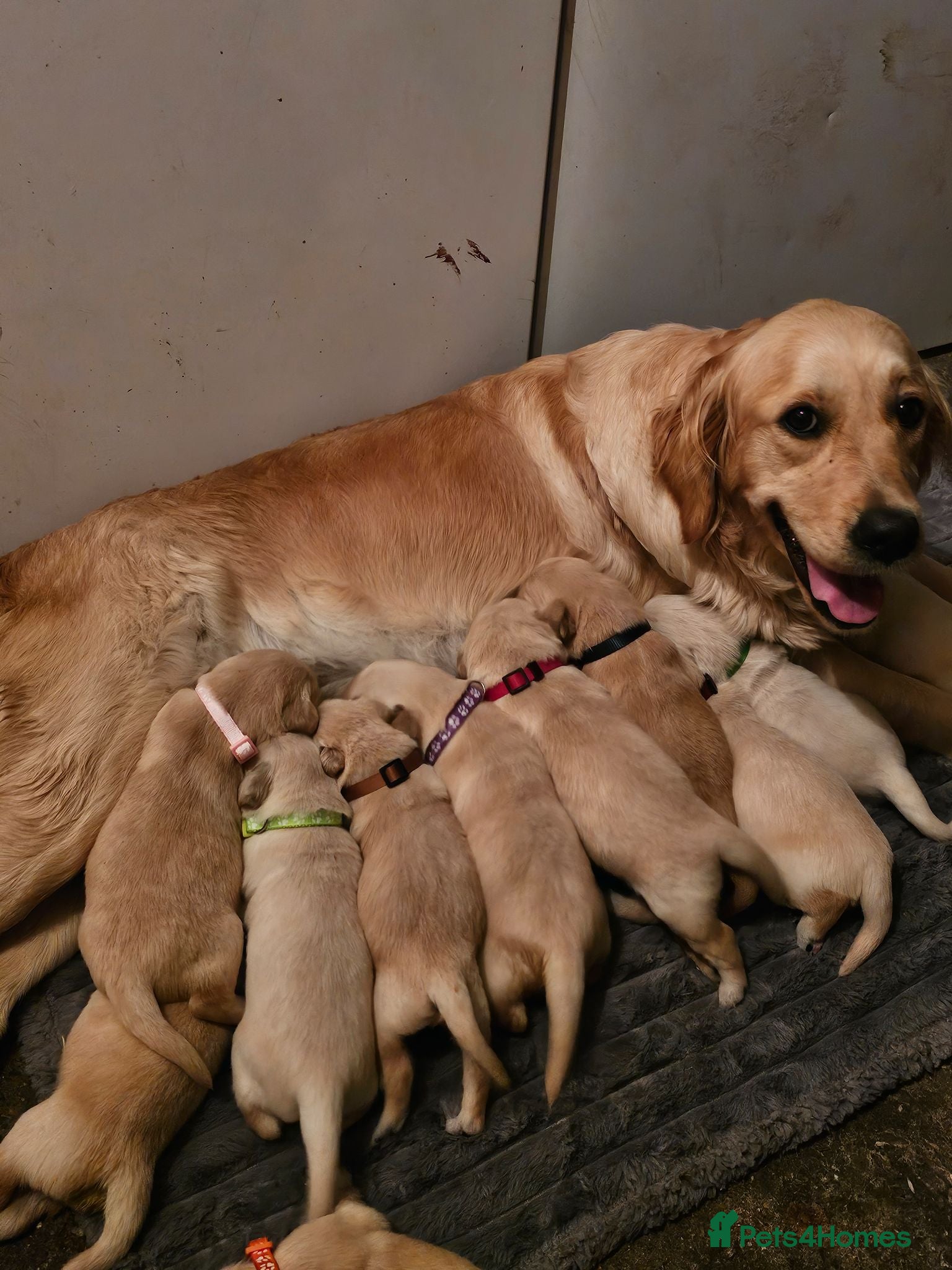 Golden Retriever dogs Golden Retriever puppys in Harrow London  - Advert 2