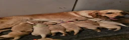 Golden Retriever dogs for sale: Golden Retriever puppys in Harrow London  - Advert 2