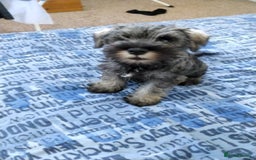 Miniature Schnauzer dogs for sale: ONLY LEFT  TWO BLACK BOYS Nice Miniatu Schnauzers  in Llanelli - Image 6