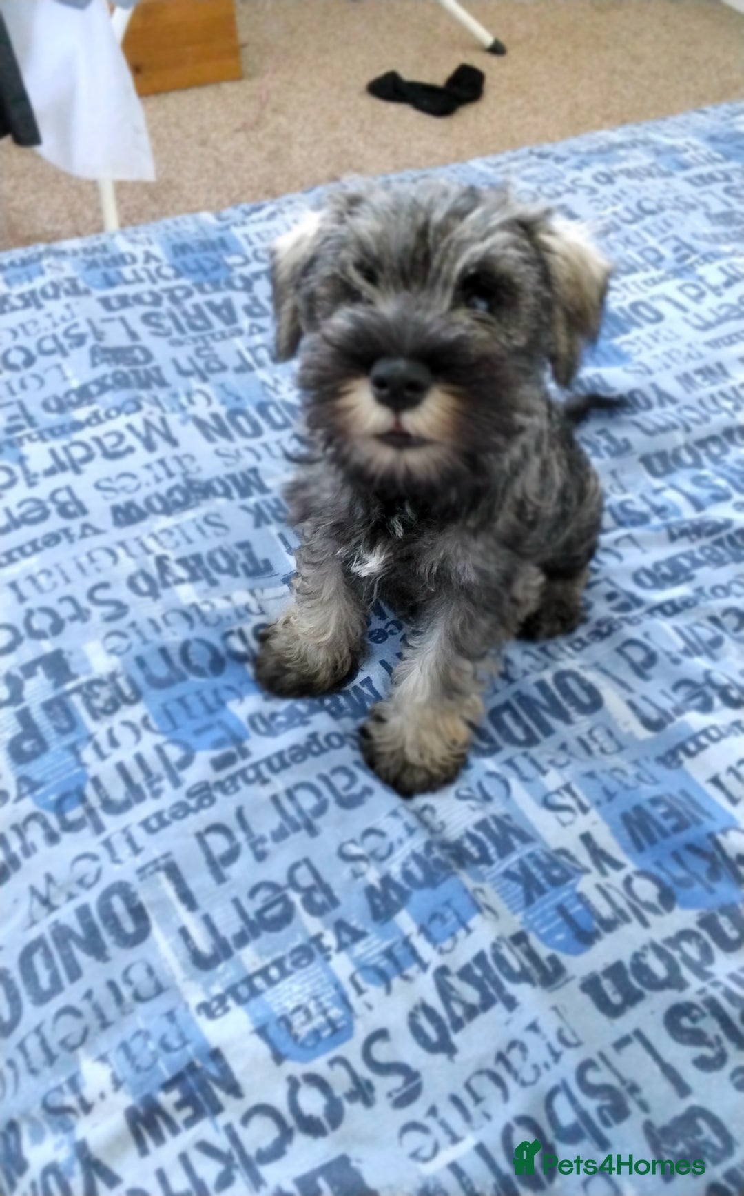 Miniature Schnauzer dogs for sale: ONLY LEFT  TWO BLACK BOYS Nice Miniatu Schnauzers  in Llanelli - Image 6