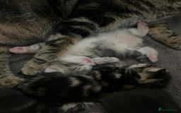 Bengal cats for sale: Bengal cross kittens one grey boy one brown girl - Image 13