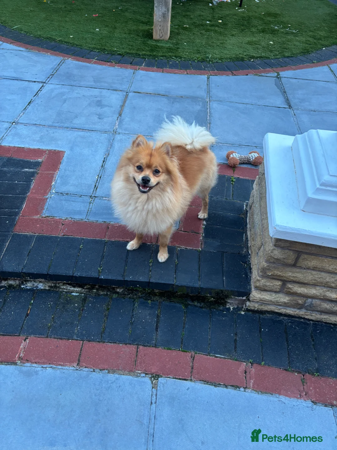 Mixed Breed dogs for sale: Looking for a better owner for my Lovely dog in Liverpool - Advert 4