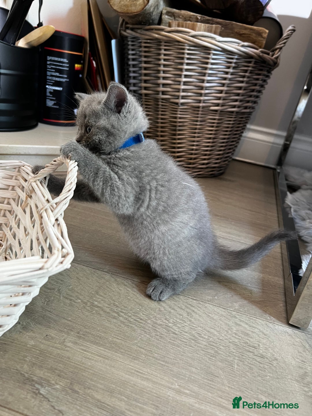 British Shorthair cats for sale: 🏆Grand Champion Sired GCCF BritishShorthair 1left - Image 35