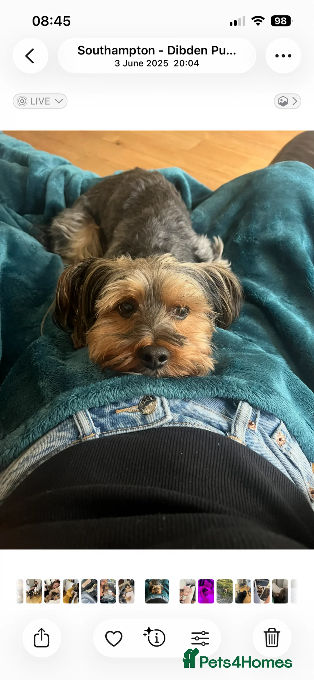 Yorkshire Terrier dogs for stud: Dog for stud in Southampton - Advert 4
