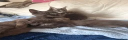 Maine Coon cats for sale: Maine Coon kittens XXL - Advert 2