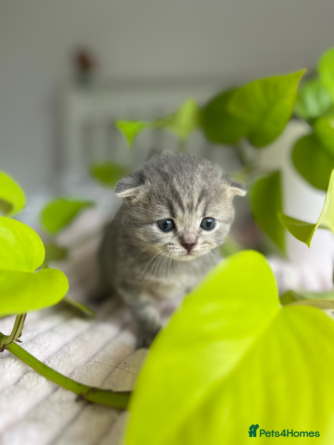 Scottish Fold cats for sale: Adorable rare silver tabby/lilac tabby kittens 🐾 - Image 12