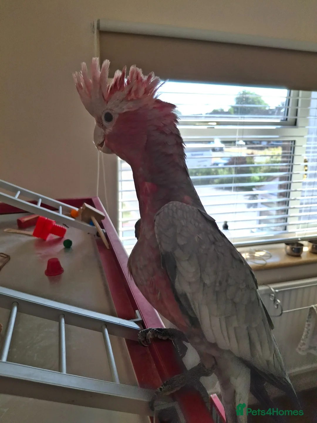 Cockatoo birds for sale: Galah Baby Cockato in Crawley - Advert 2