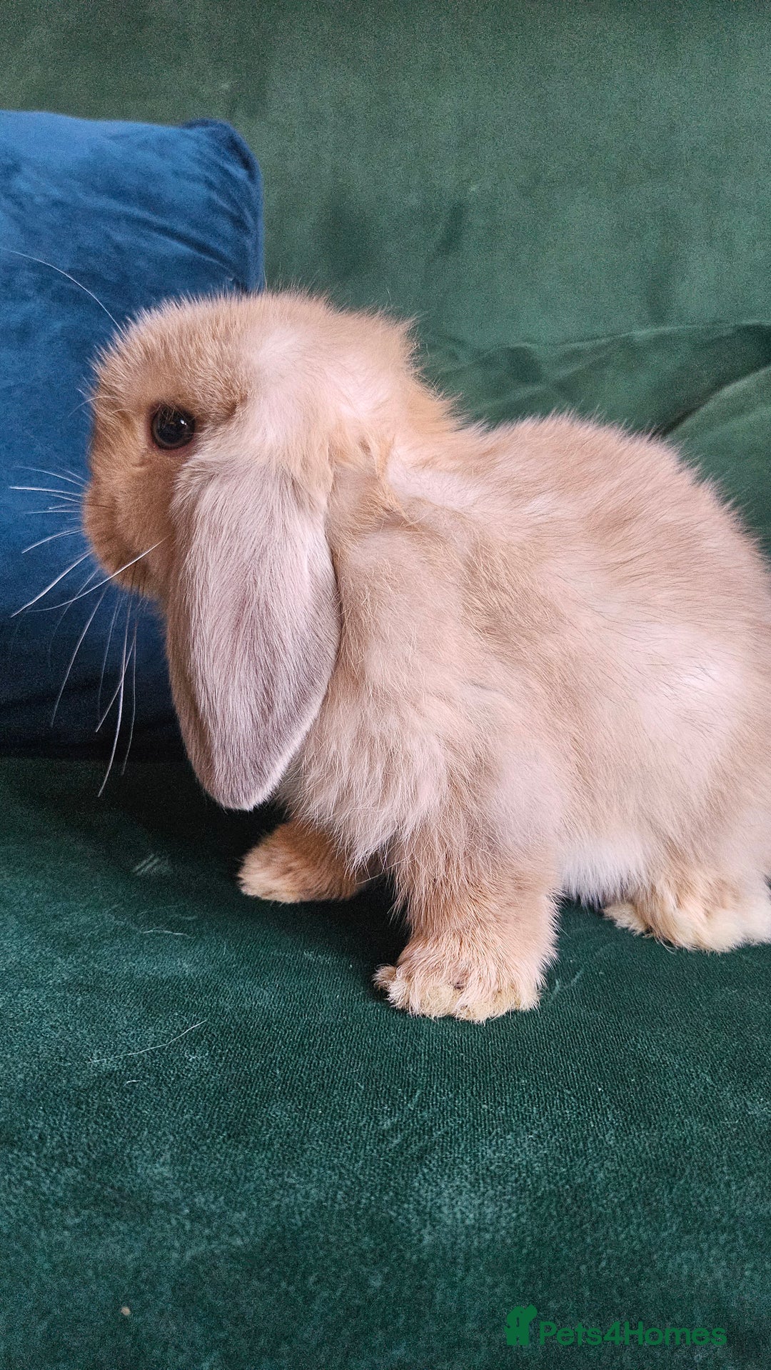 Mini Lop rabbits for sale: Ready to leave cuddly mini lops - Advert 11