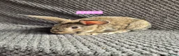 Mini Lion Lop rabbits for sale: Mini Lion Lop Bunnies - Advert 13