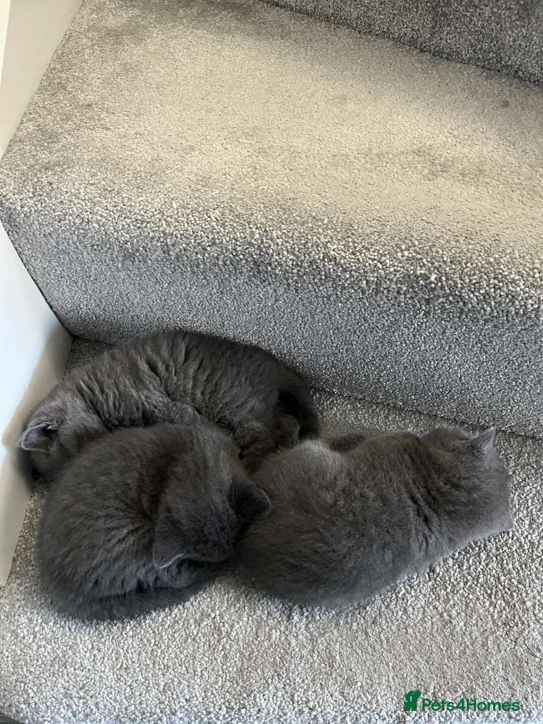 British Shorthair cats for sale: British Shorthair Kittens Available - Advert 12
