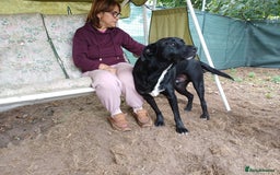 Mixed Breed dogs for adoption: Meet SHEAMUS - a handsome boy for a confident Home - Image 12