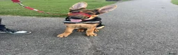 German Shepherd dogs for sale: 1 year old GermanShepherd - Advert 3