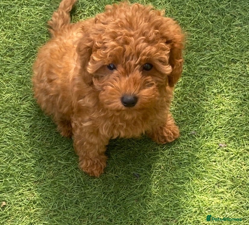 Cavapoo dogs     Stunning F1b Cavapoo Girls DNA Tested lines  - Advert 1
