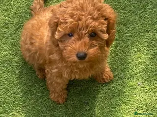 Cavapoo dogs Stunning F1b Cavapoo Girls DNA Tested lines - Advert 2