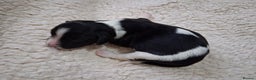 English Springer Spaniel dogs for sale: 🐾KC Reg English Springer Spaniel Puppies for Sale - Advert 11