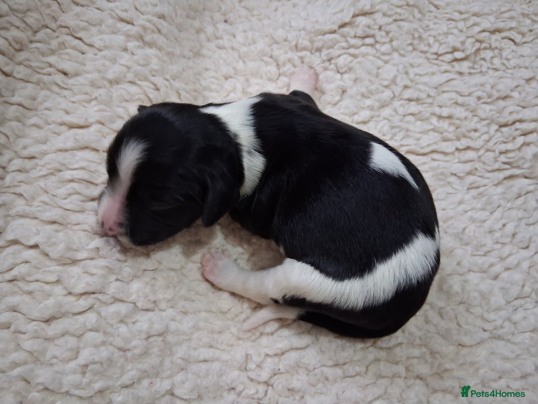 English Springer Spaniel dogs for sale: 🐾KC Reg English Springer Spaniel Puppies for Sale - Advert 11