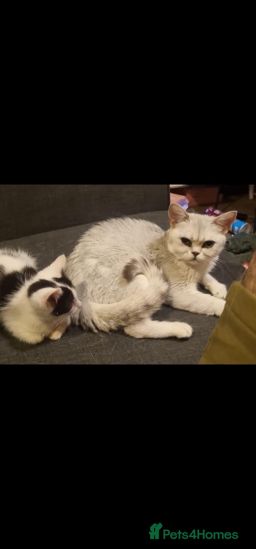 Mixed Breed cats Mother is shorthair father is mixed breed - Advert 6