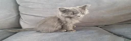 British Shorthair cats for sale: 2 beautiful BSH boys  - Advert 6
