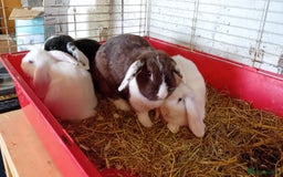 Mini Lion Lop rabbits for sale: Pure bred mini Lops ready to leave  - Image 1