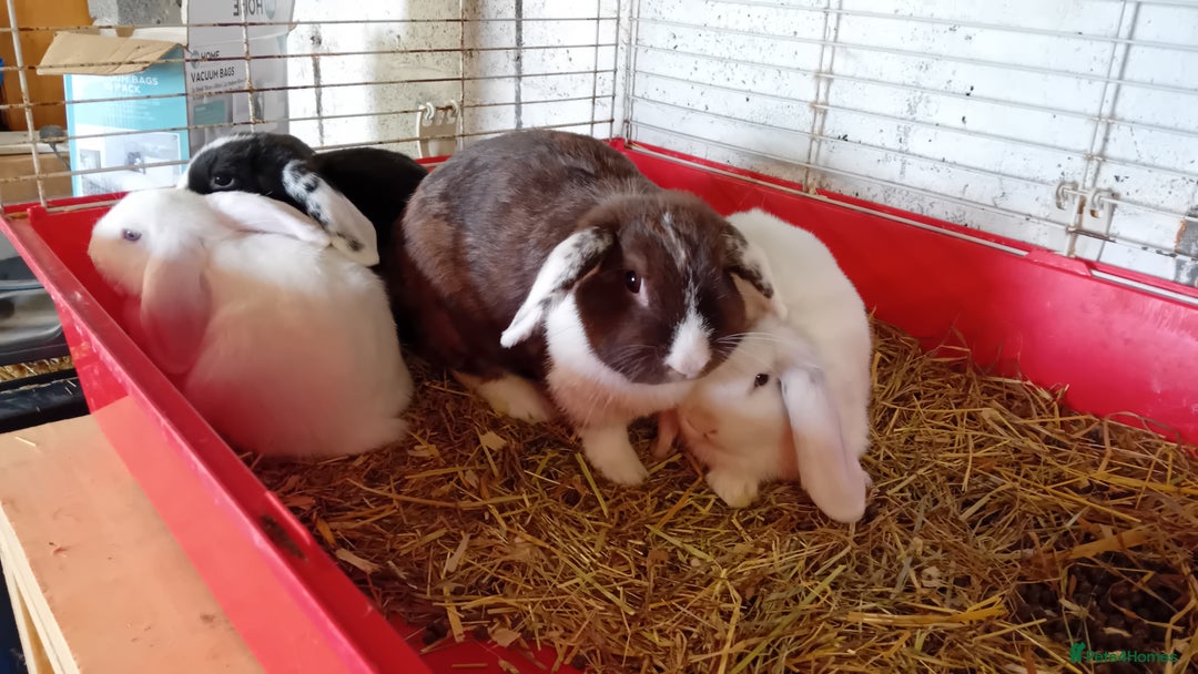 Mini Lion Lop rabbits for sale: Pure bred mini Lops ready to leave  - Image 1