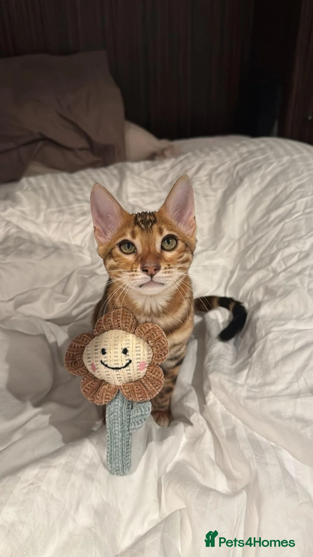 Bengal cats for sale: Bengal Cat in London - Advert 1