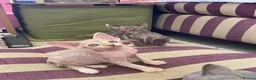 Devon Rex cats for sale: Beautiful pure Devon Rex kittens  - Advert 21