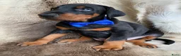 Dobermann dogs for sale: *KC REGISTERED* HEALTH TESTED DOBERMAN PUPPIES - Advert 27