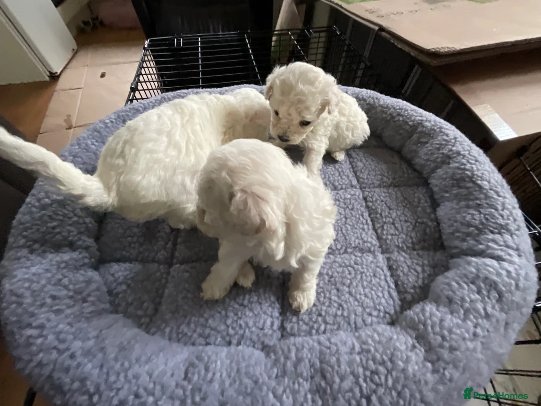 Bichon Frise dogs for sale: Bichon Firse in Enniskillen - Advert 15