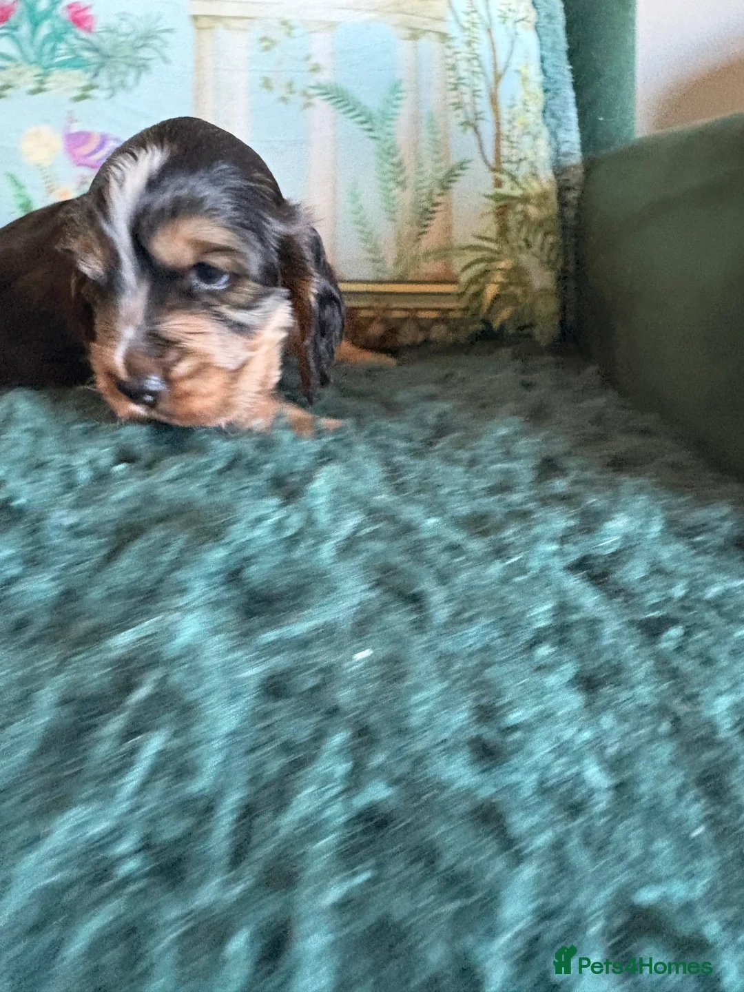 Cocker Spaniel dogs for sale: Stunning kc registered show cocker boy available - Advert 6
