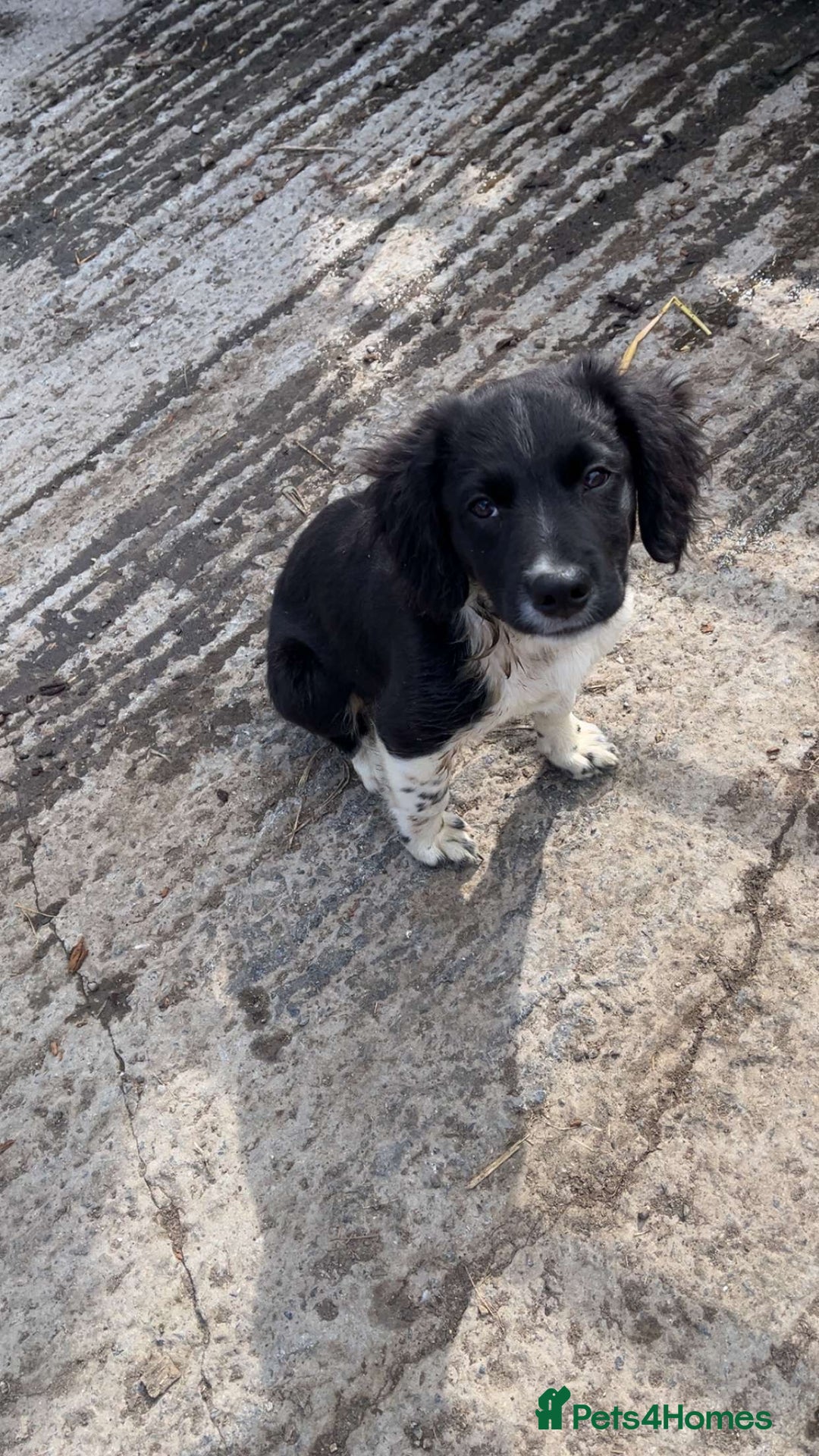 Mixed Breed dogs for sale: Collie x spaniel puppy  - Image 2