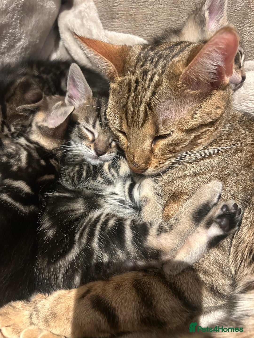 Bengal cats for sale: bengal kittens  - Advert 27