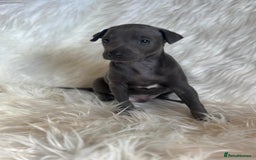 Italian Greyhound dogs for sale: 2 Italian Greyhound Boys  - Image 7