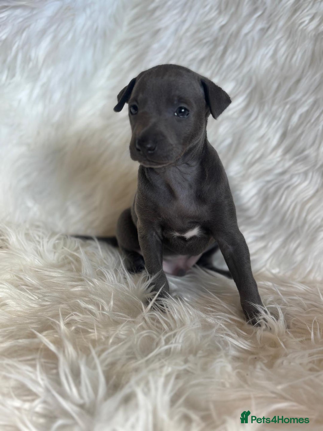 Italian Greyhound dogs for sale: 2 Italian Greyhound Boys  - Image 7