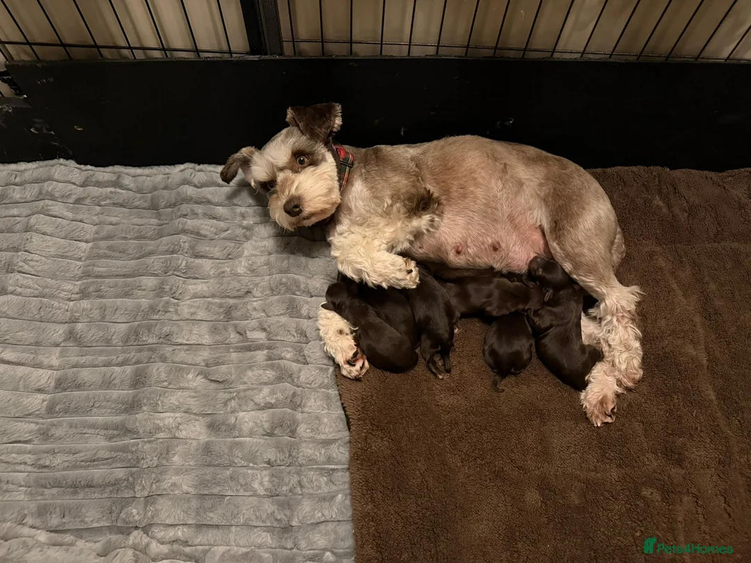 Miniature Schnauzer dogs for sale: 5 stunning choc and tan miniature schnauzers in Melton Mowbray - Advert 2