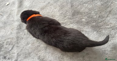 German Shepherd dogs - Advert 6