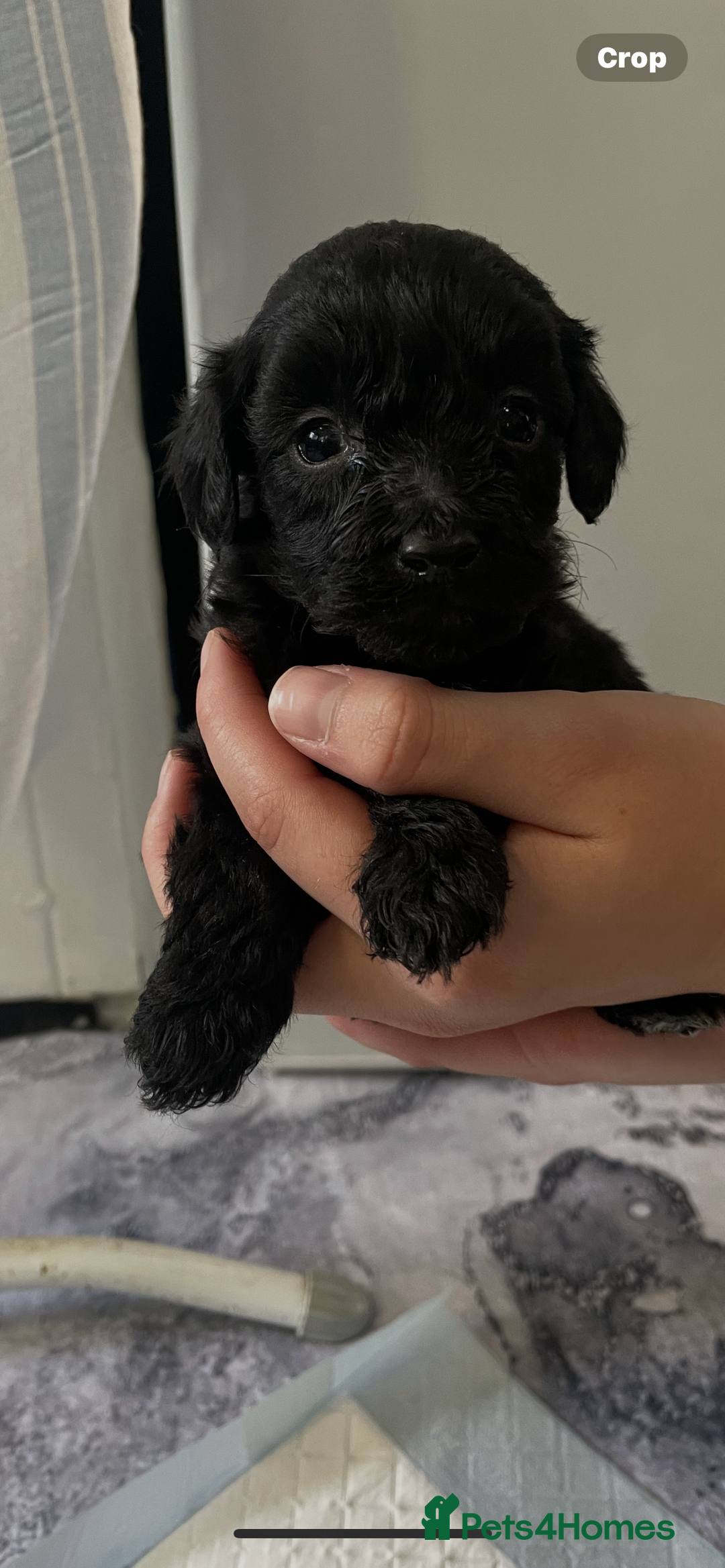 Cockapoo dogs for sale: Beautiful litter of cockapoo puppies  - Image 4